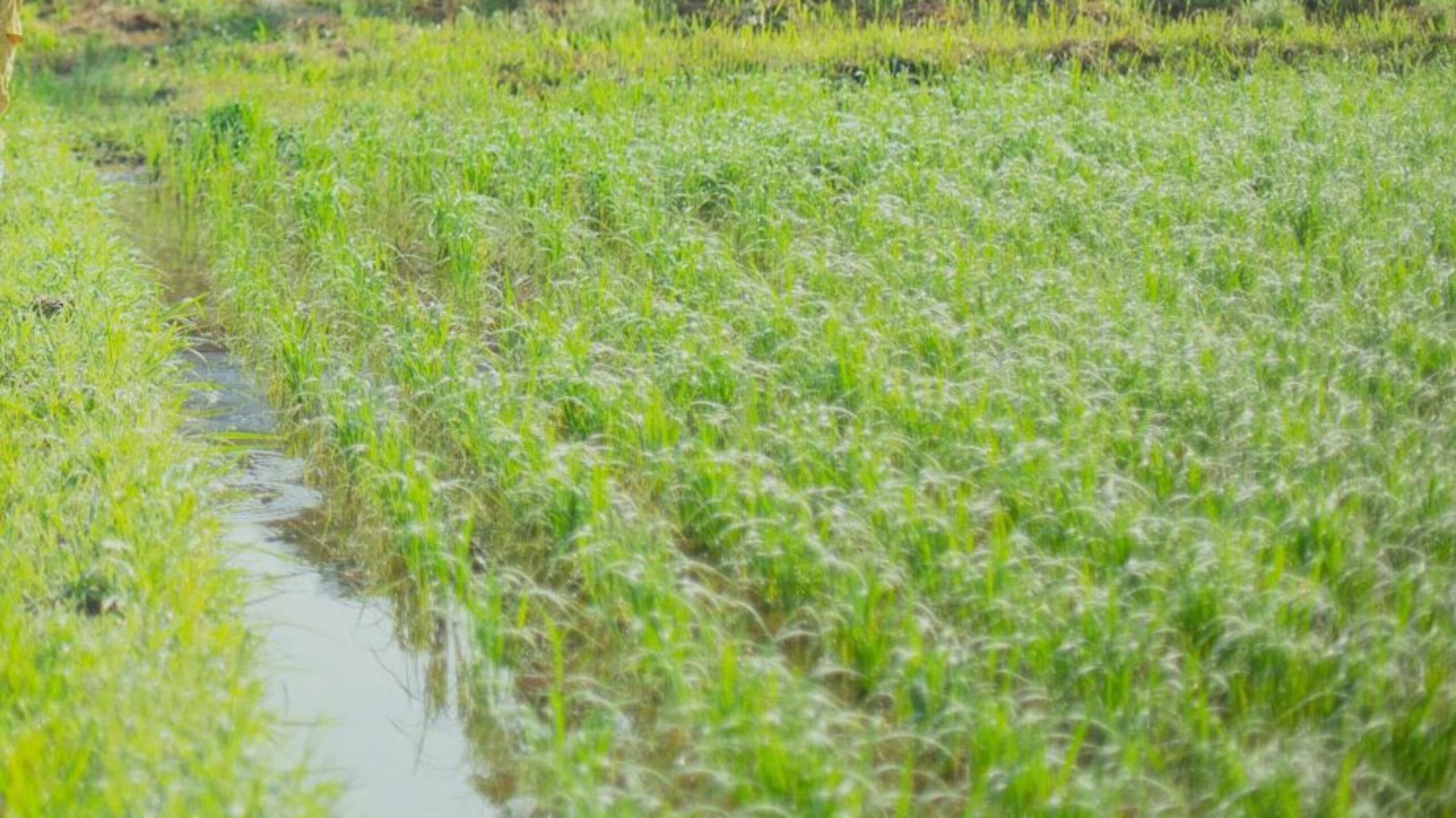 スタッフコラム（しみずさおり）