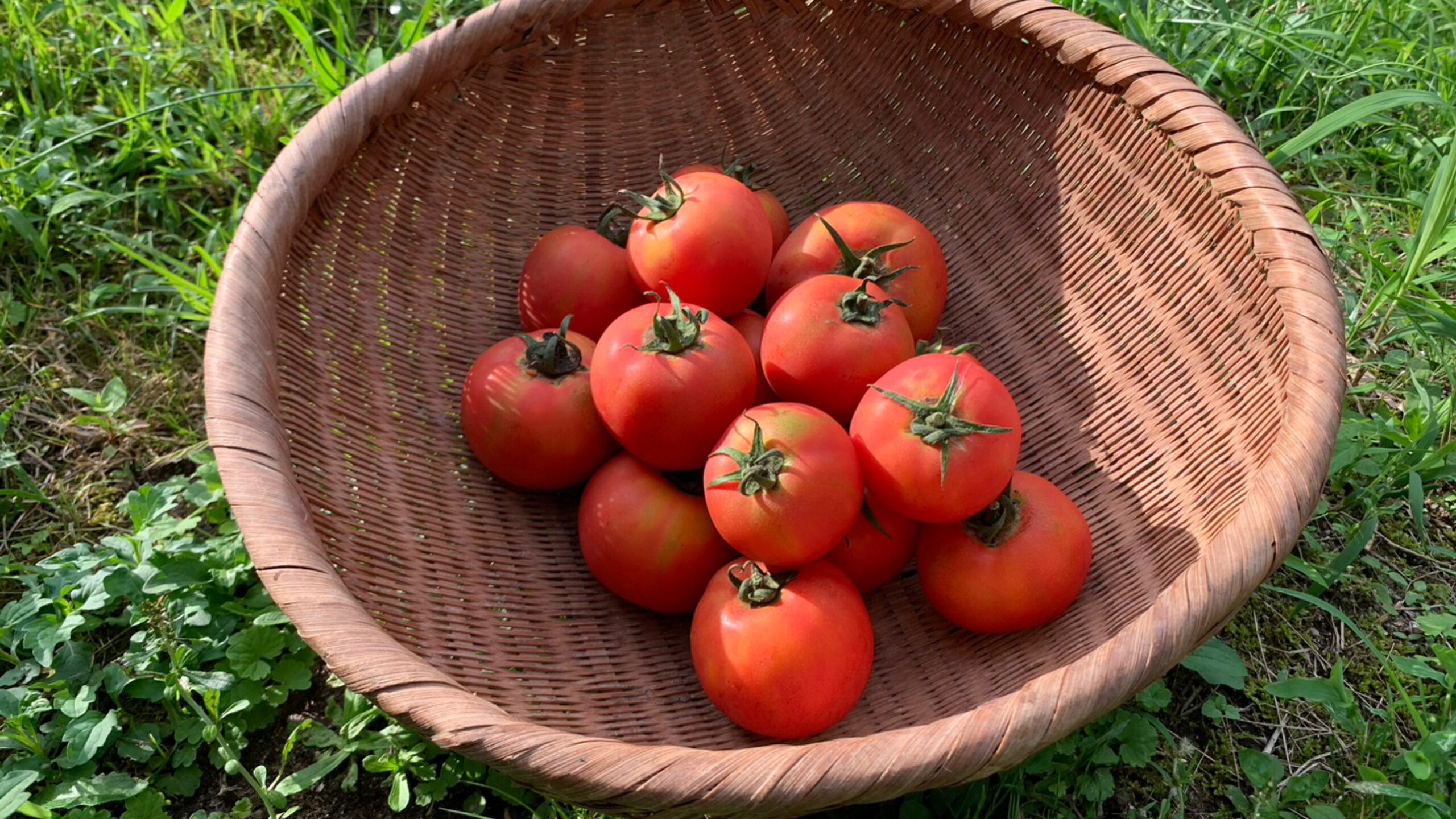旬のおやさいシリーズ「トマト」