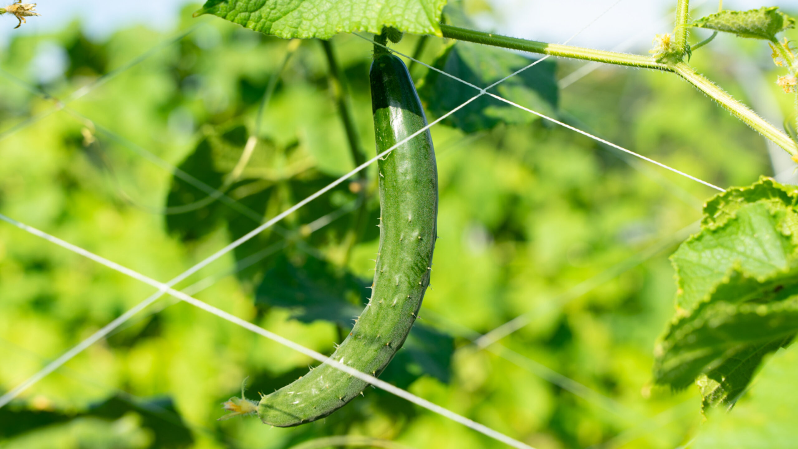 野菜のはなし「きゅうり」