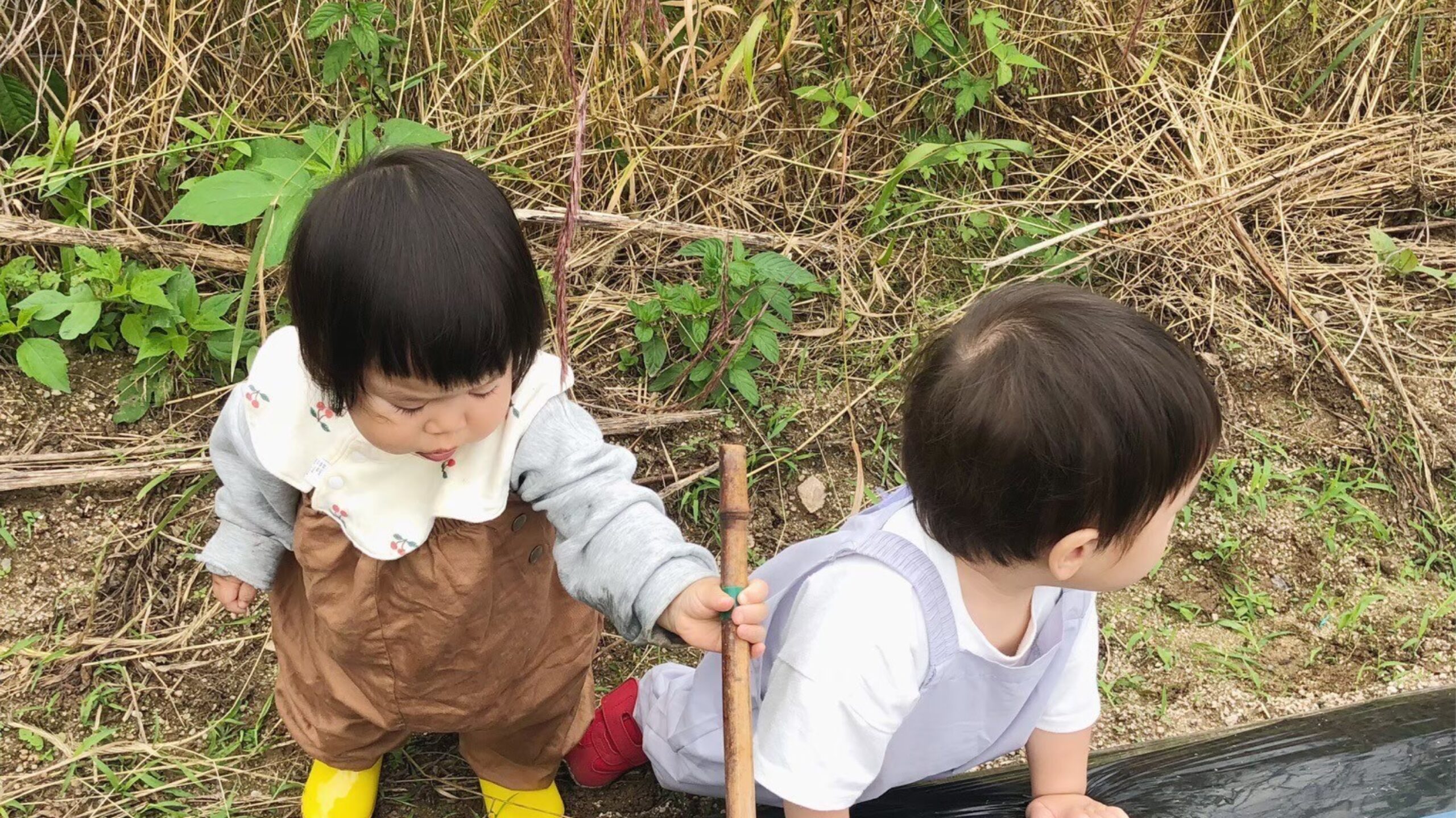 6/8さつまいも植付と旬野菜の収穫体験