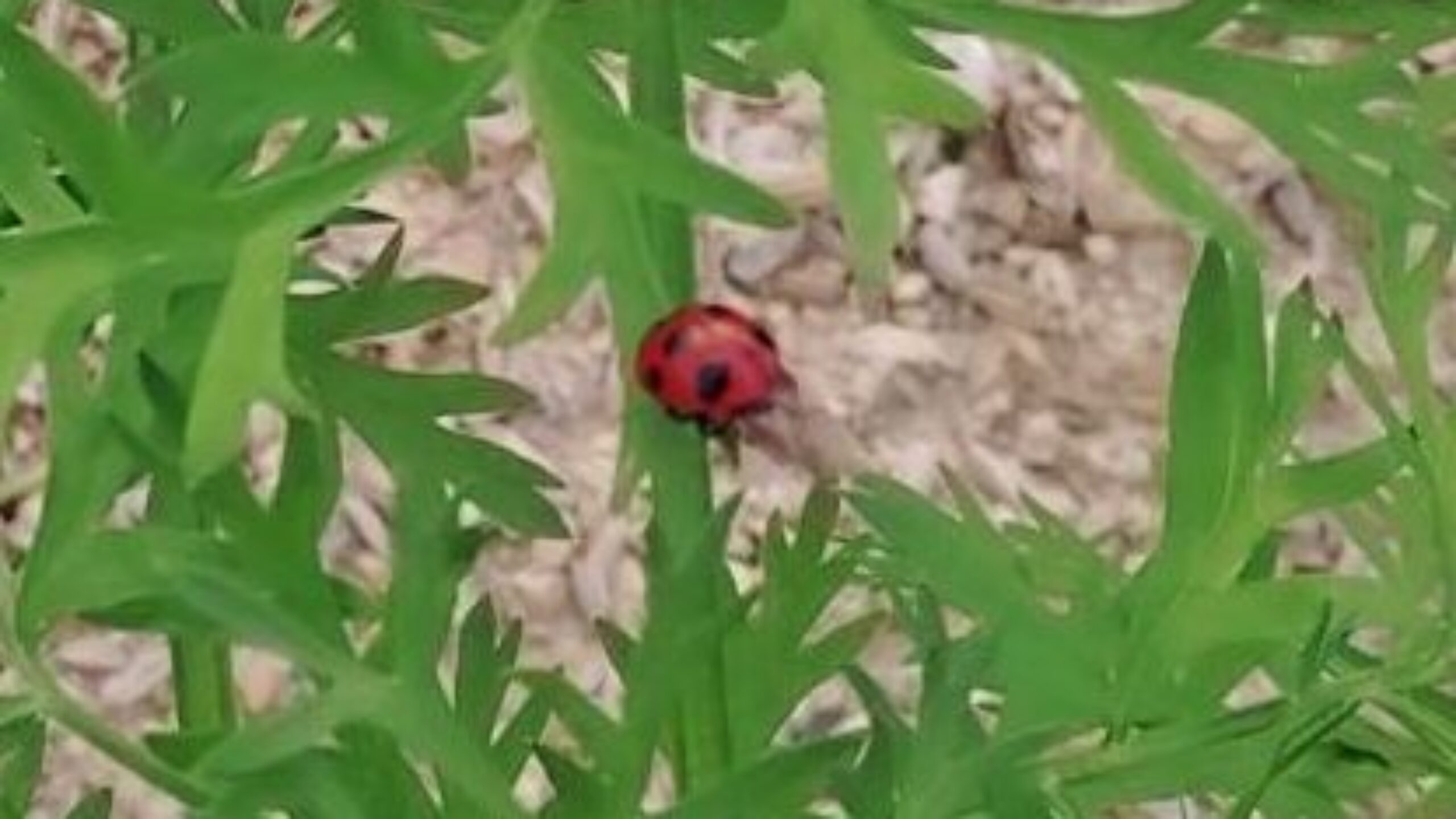 月刊てんとうむし畑たより(2026/1/4 第123号)