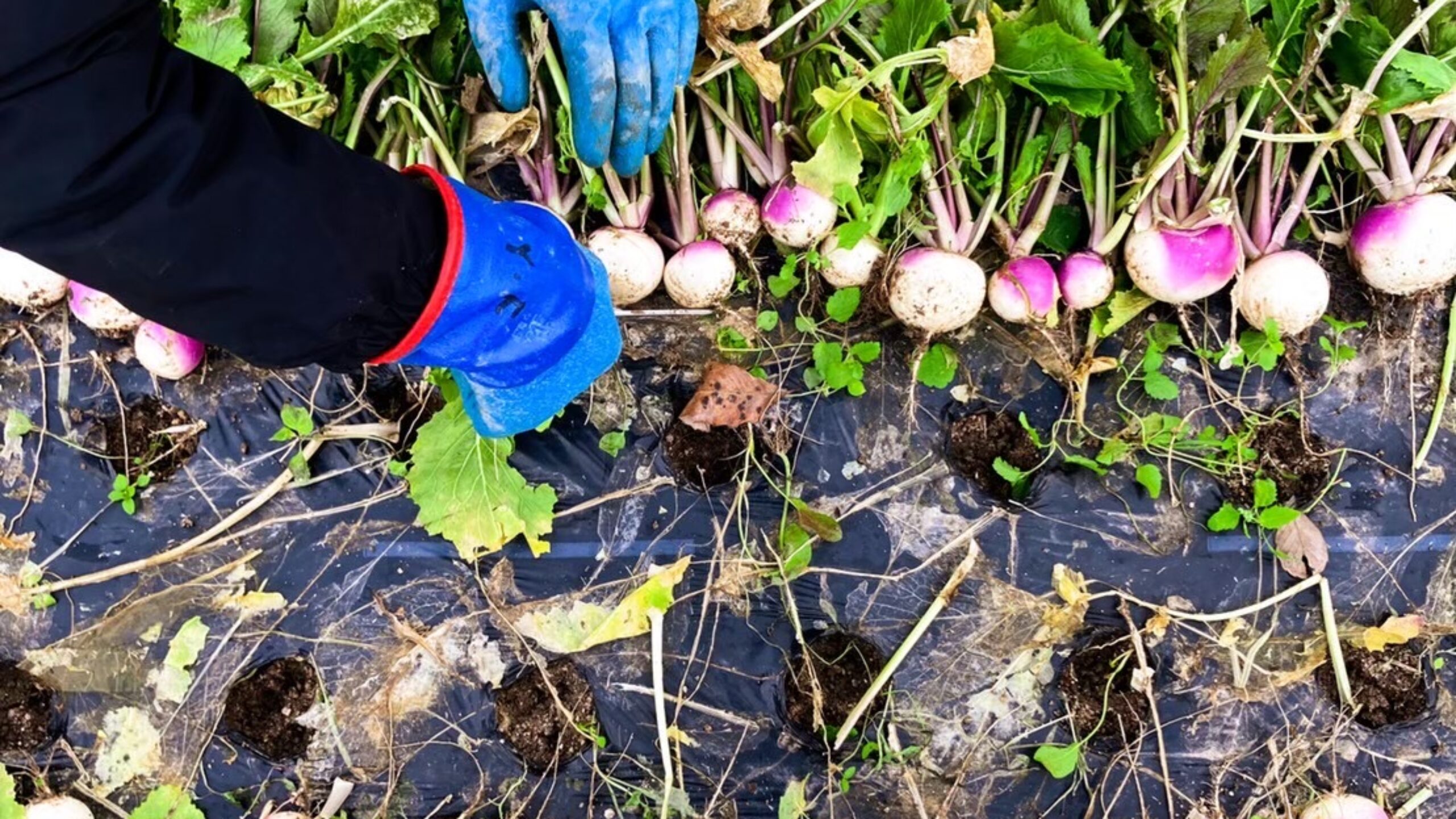 週刊ﾐﾆてんとうむし畑便り(11/2~11/8ﾐﾆ第481号)