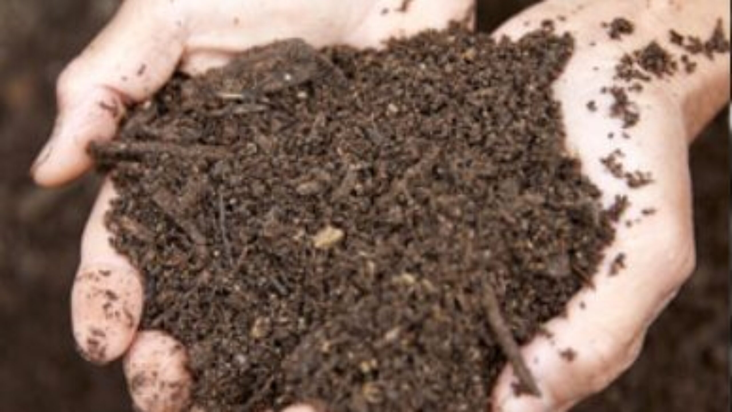 スタッフコラム「おいしい生活㉜」古川歩