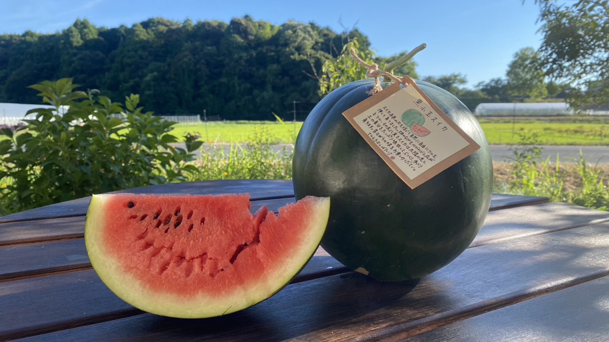 スタッフコラム「スイカ日記③🍉」（つらら）