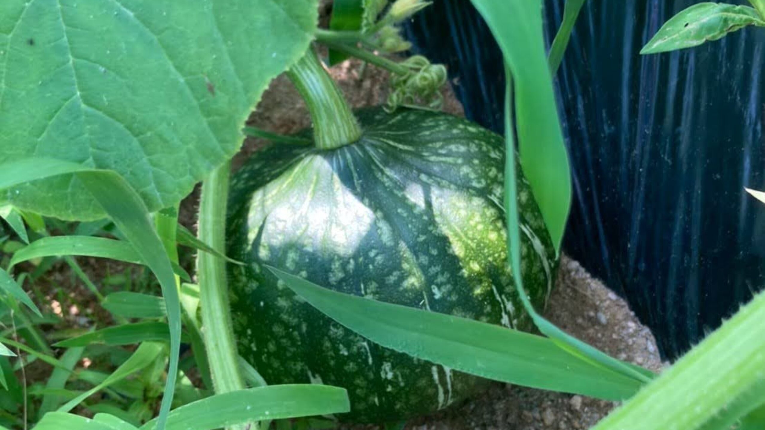 スタッフコラム（もな）