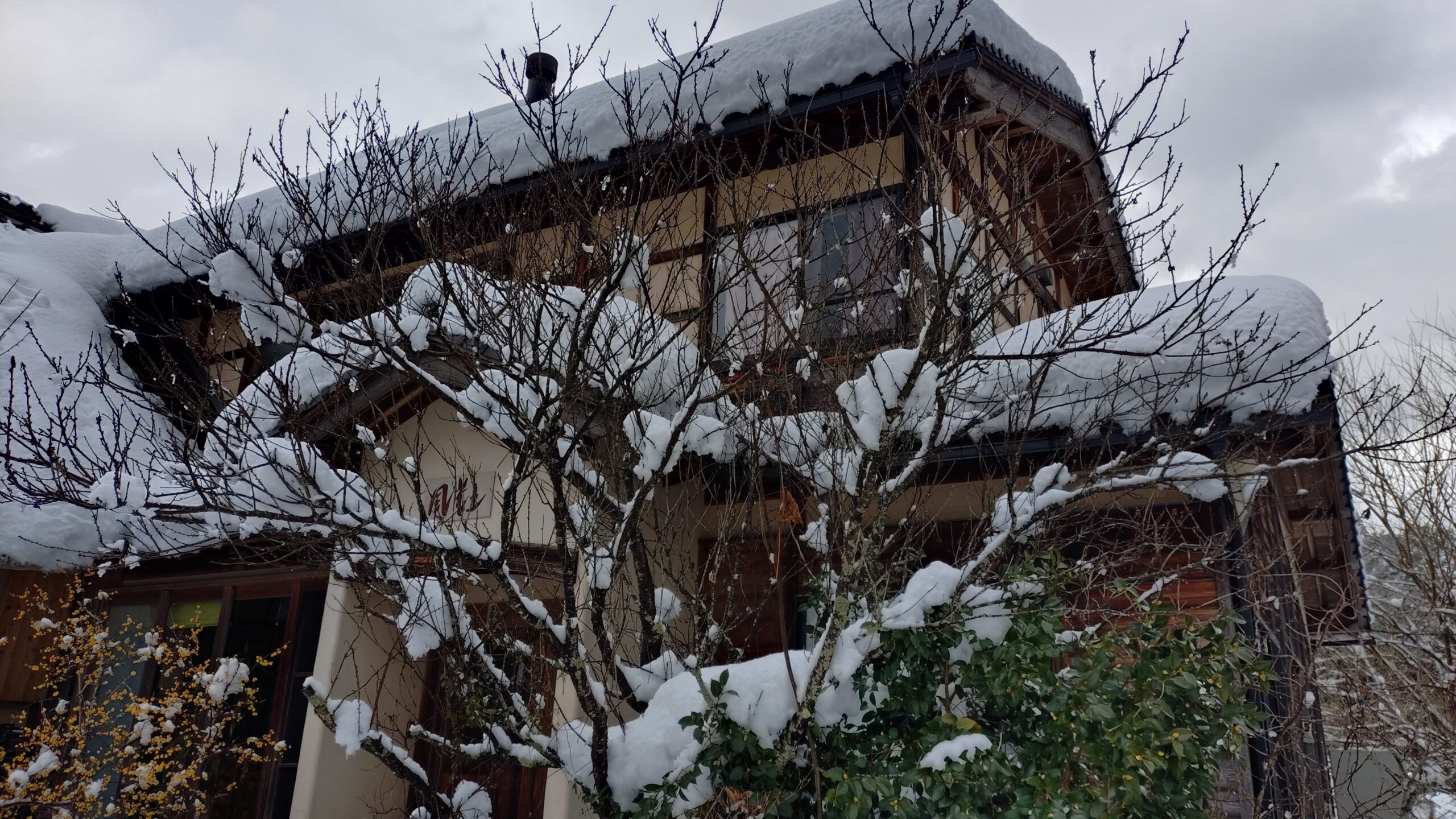 週刊てんとうむし畑便り(2026/1/25~1/31 ﾐﾆ第491号)