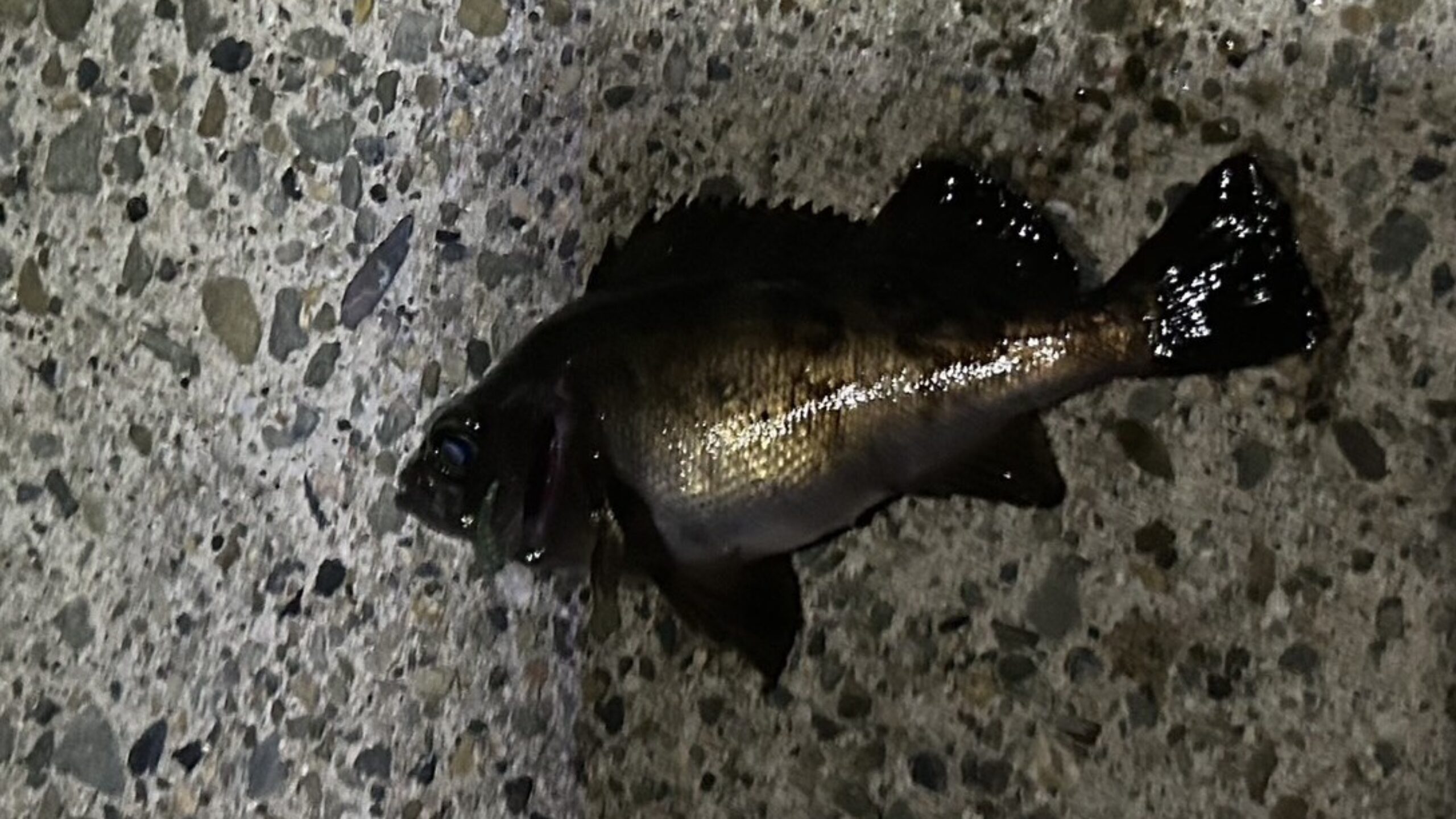 スタッフコラム「スタッフ堀江の釣り日記」