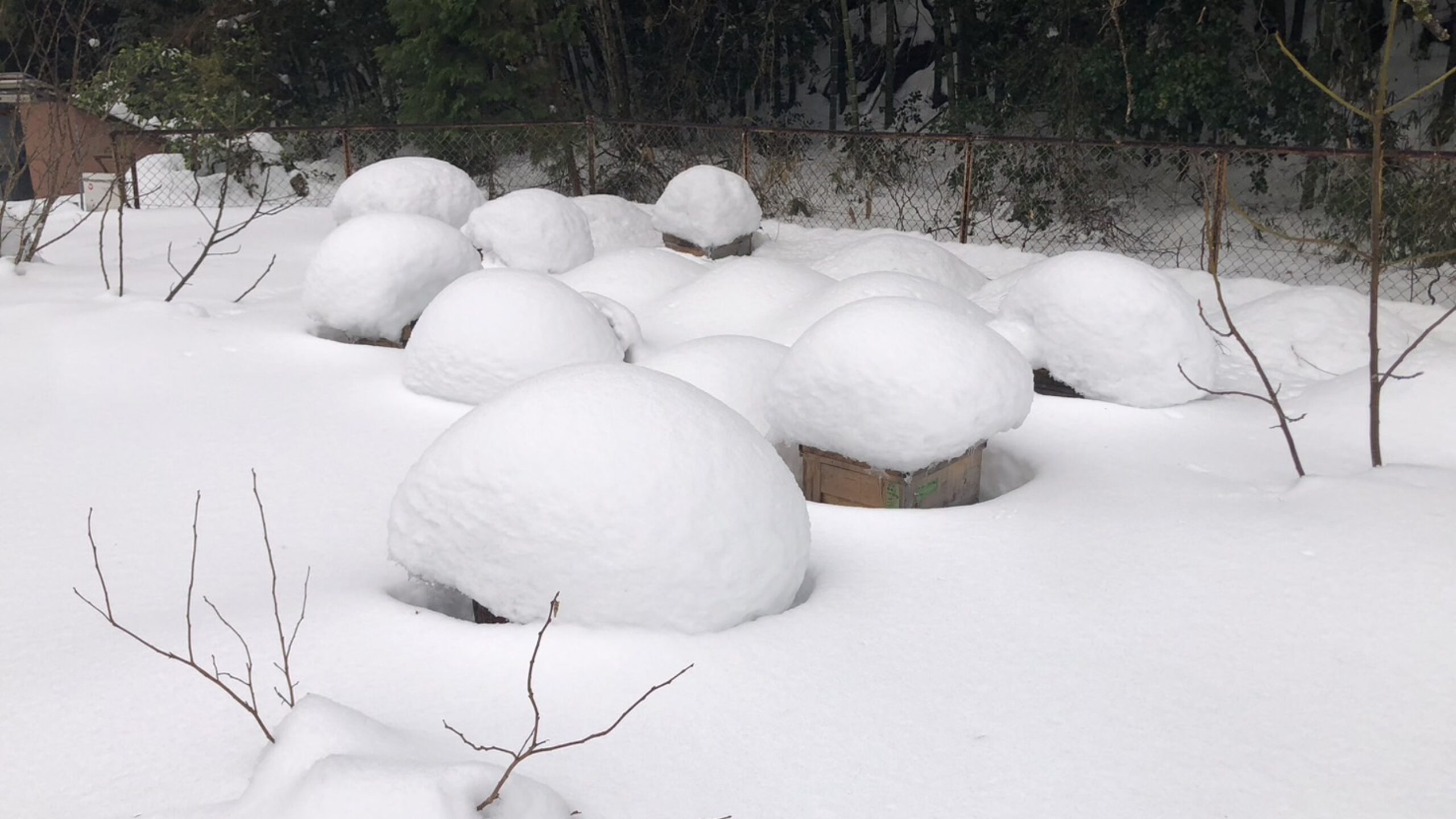 スタッフコラム「養蜂日記　Vol.20」藤澤侑也