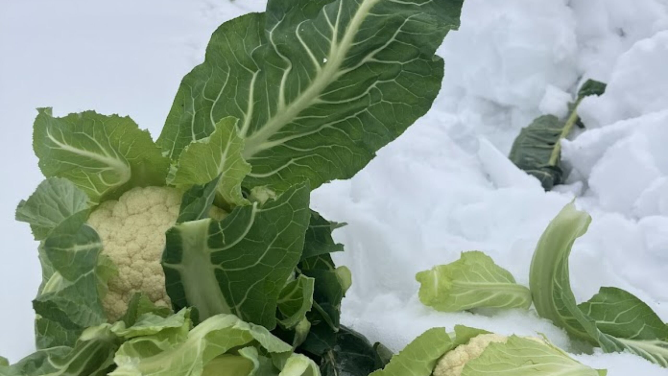 週刊てんとうむし畑便り(2026/2/1~2/7 ﾐﾆ第492号)