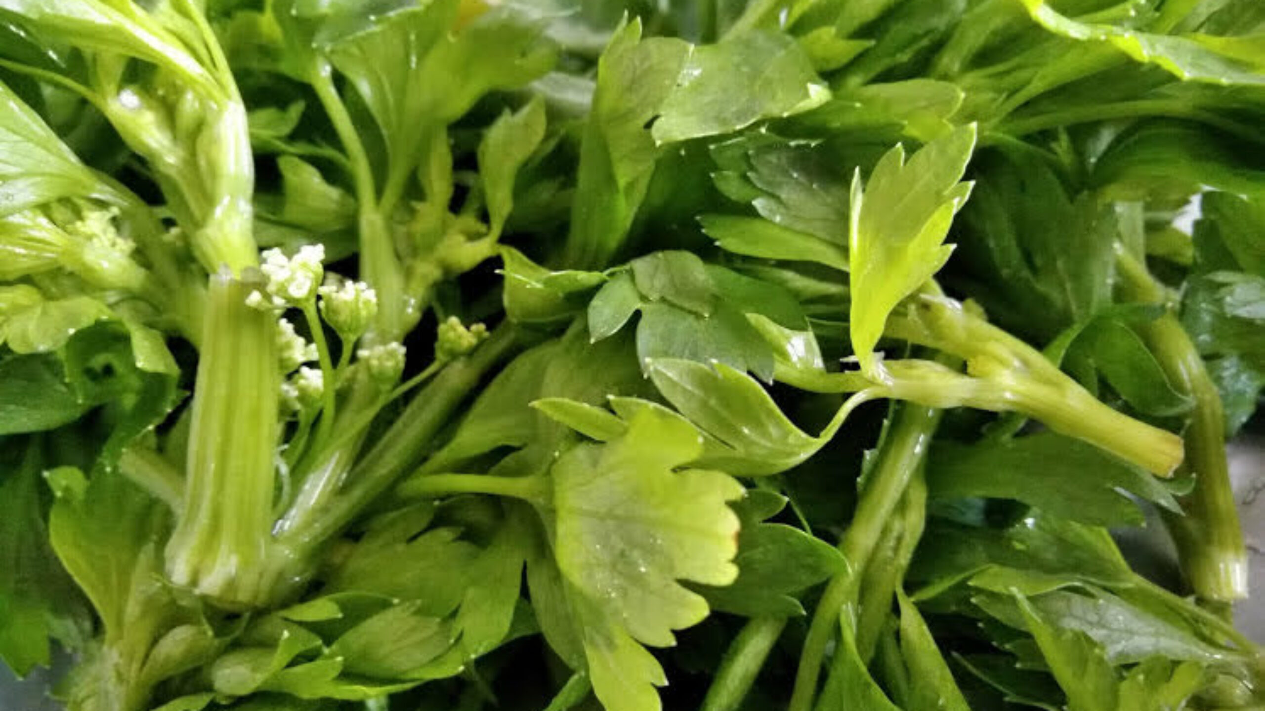 週刊てんとうむし畑便り(2026/3/22~3/28 ﾐﾆ第499号)