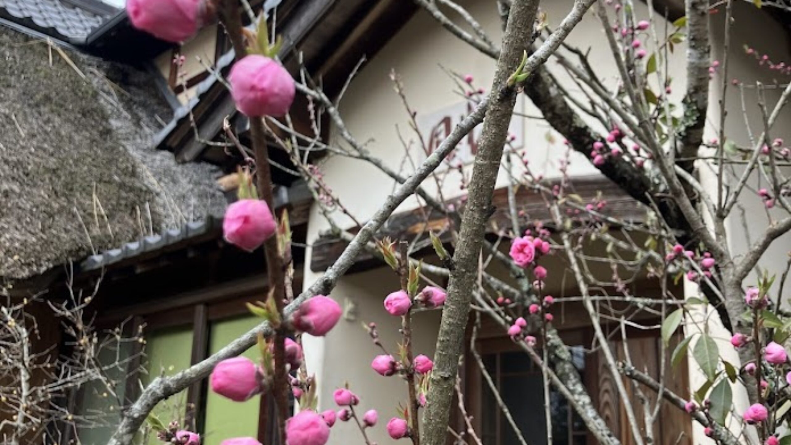 週刊てんとうむし畑便り(2026/3/15~3/21 ﾐﾆ第498号)