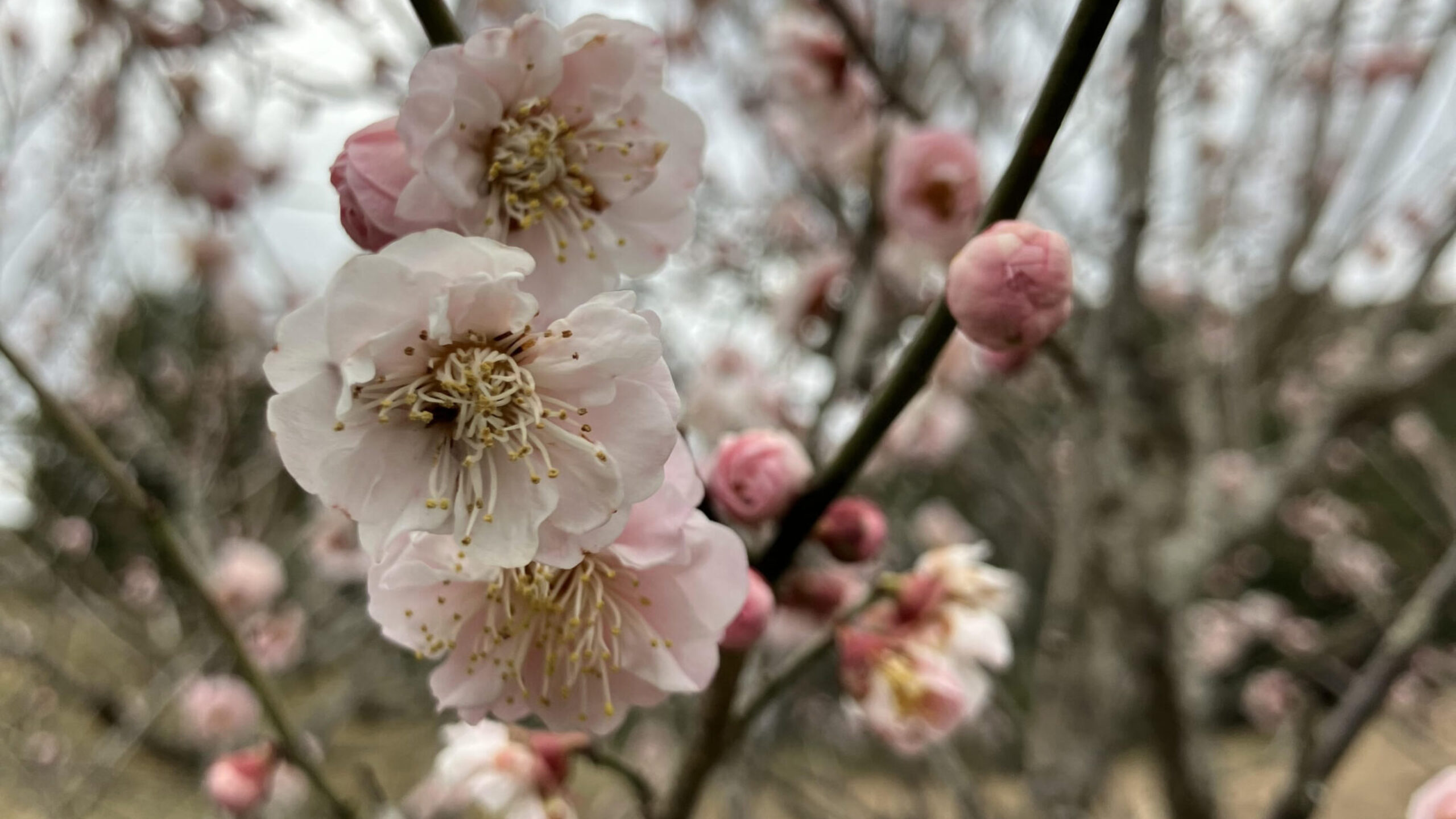 週刊てんとうむし畑便り(2026/3/8~3/14 ﾐﾆ第497号)