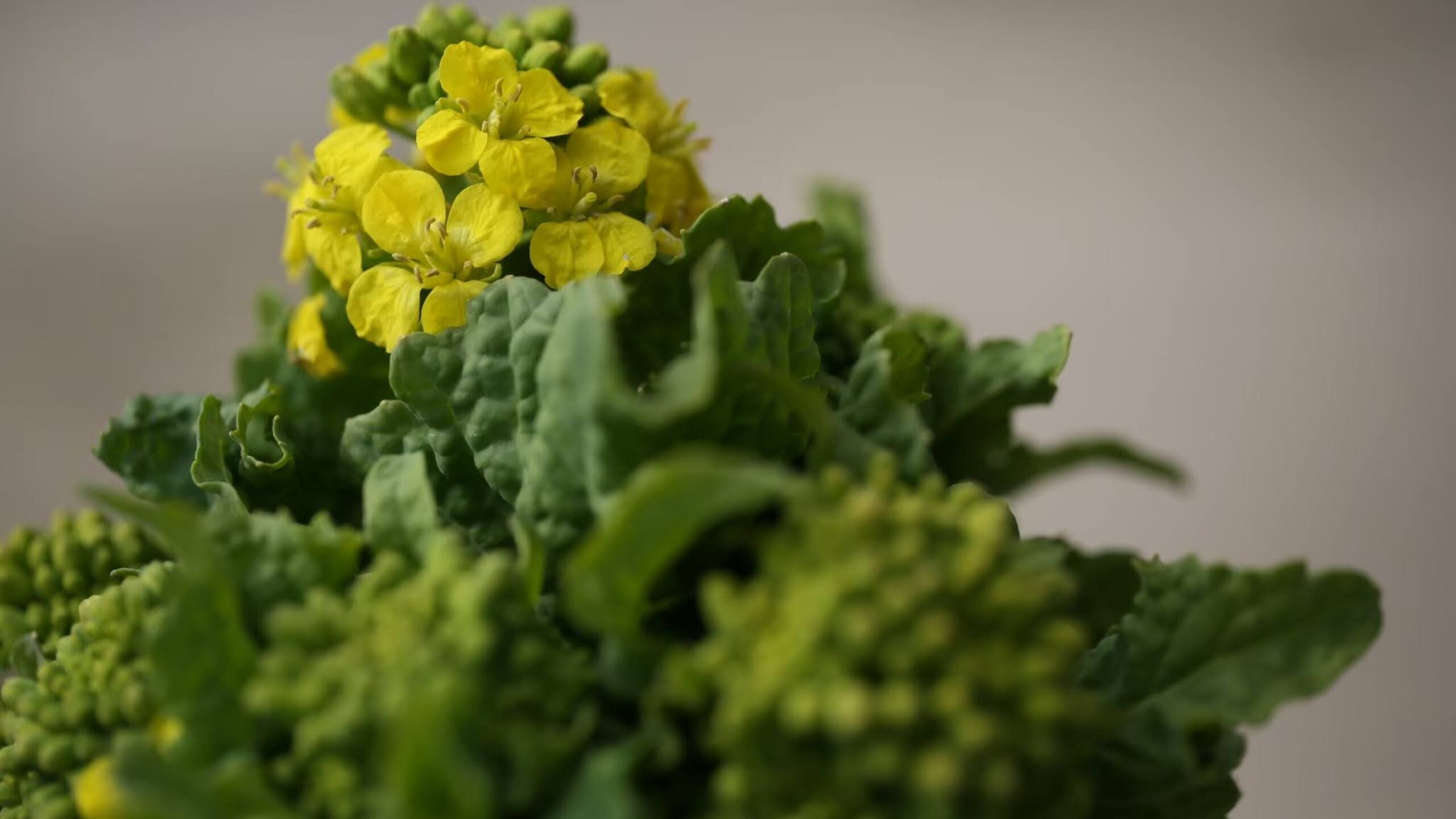 スタッフコラム（さおり）