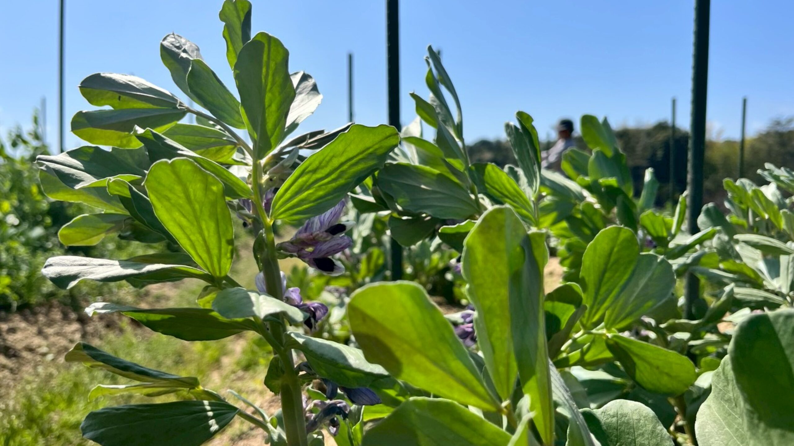 週刊てんとうむし畑便り(2026/4/19~4/25 ﾐﾆ第502号)