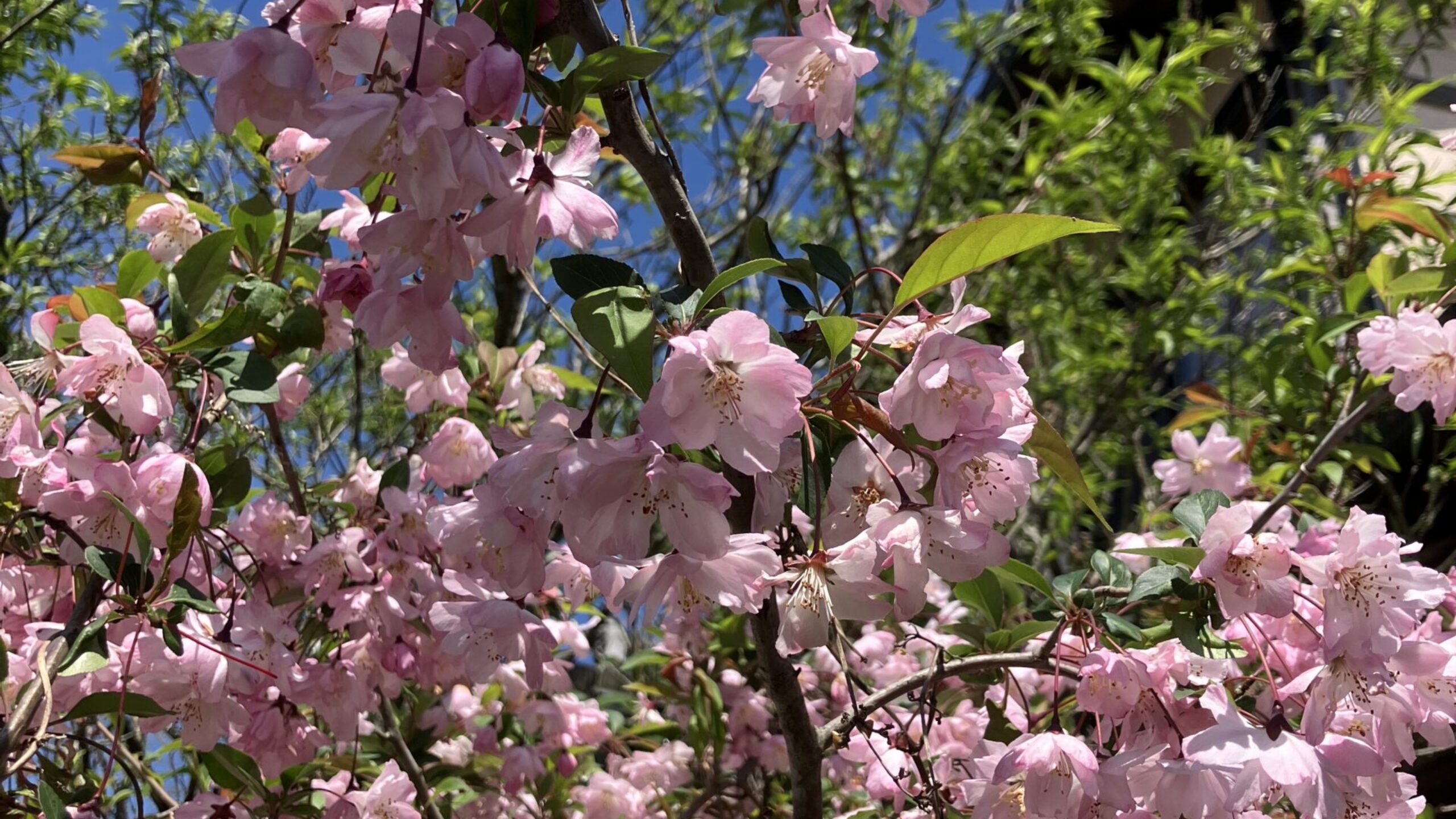 週刊てんとうむし畑便り(2026/4/12~4/18 ﾐﾆ第501号)