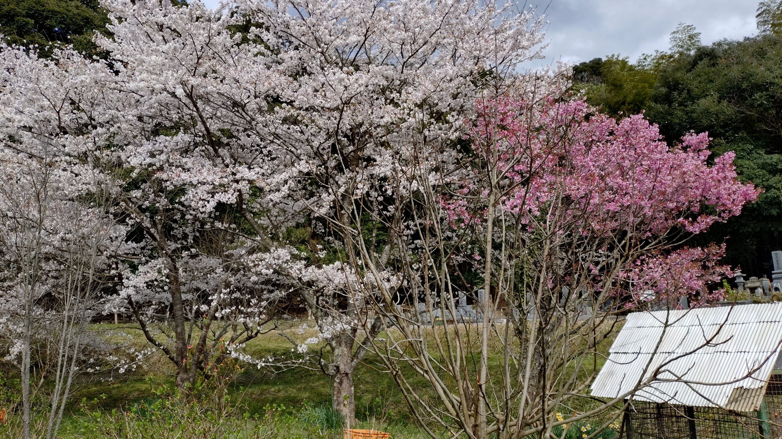 月刊てんとうむし畑たより(2026/4/5 第124号)